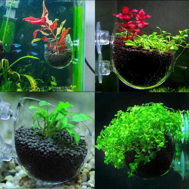 Cốc trồng cây bằng thủy tinh cho hồ thủy sinh