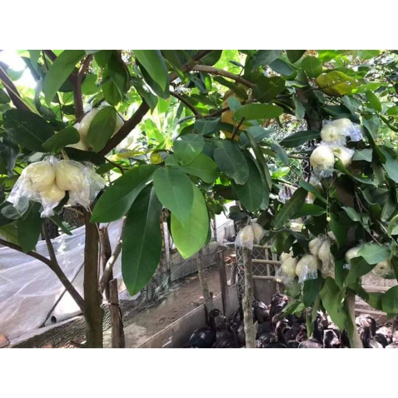Cây Mận Trắng Sữa - Giống cây trồng cây ăn trái