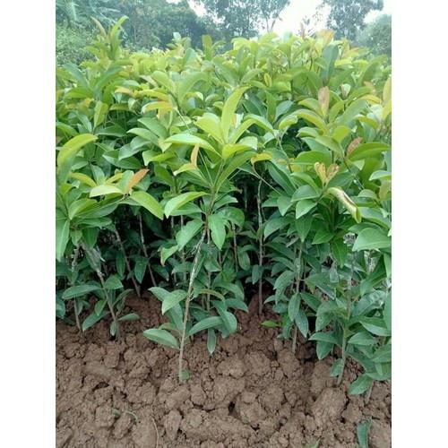Cây giống hồng xiêm xoài