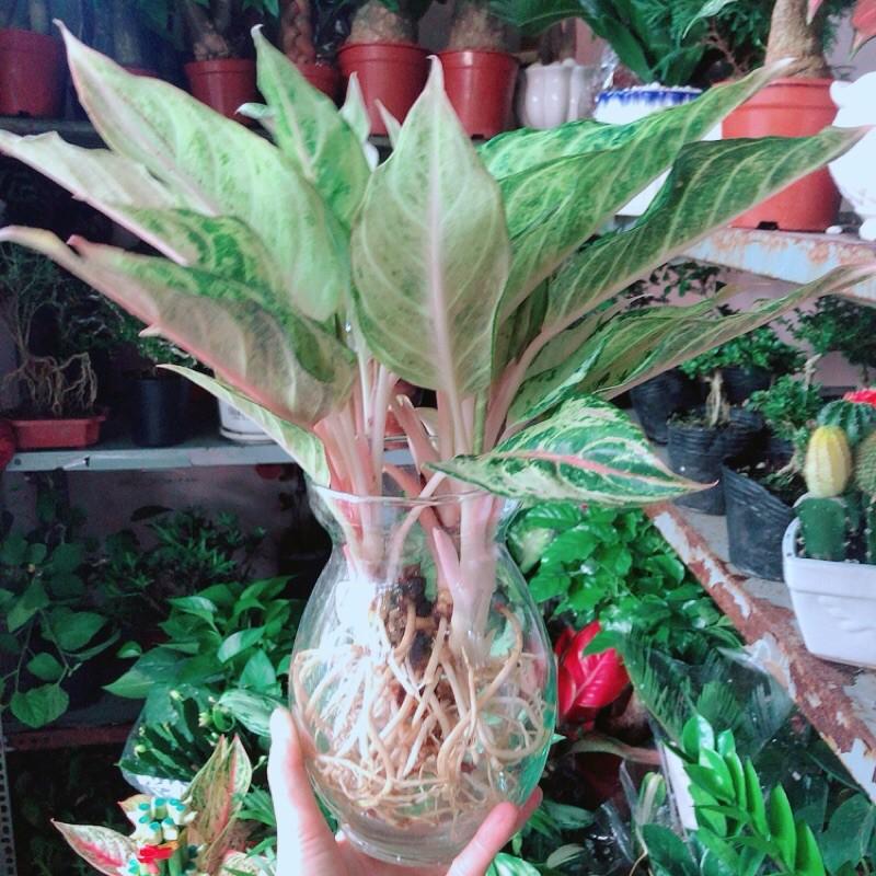 Chậu Cây Cung Điện Vàng Trồng Thuỷ Sinh