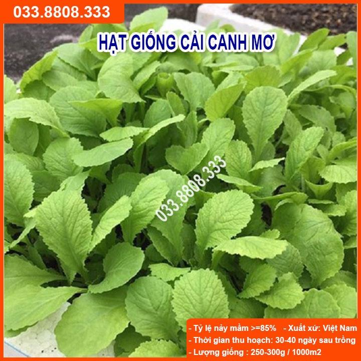 Hạt giống rau cải canh mơ 20gram - rau trồng quanh năm