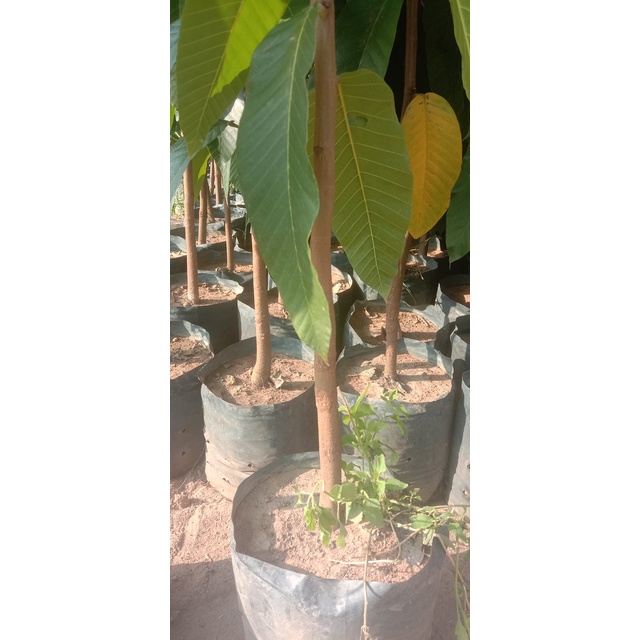 Cây Giống Dầu Rái