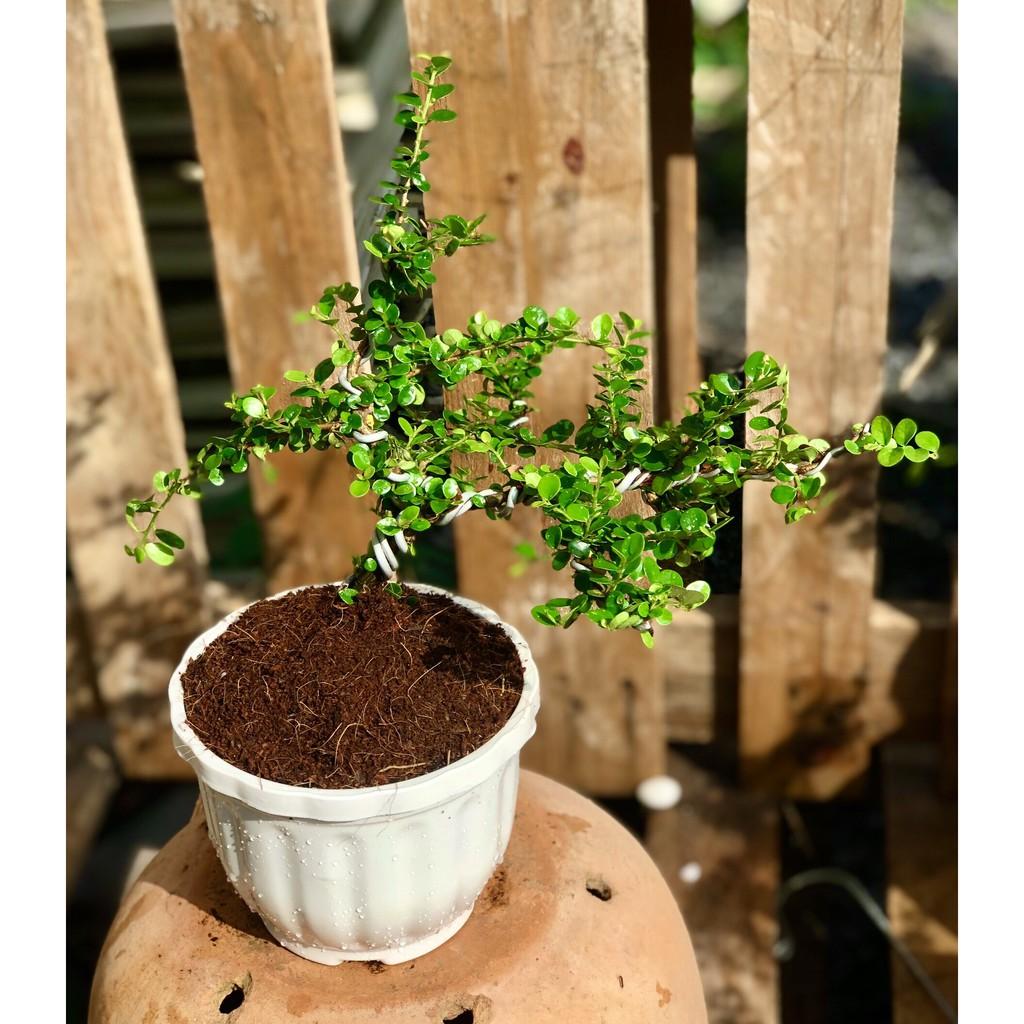 Chậu cây trà Phúc Kiến Bonsai