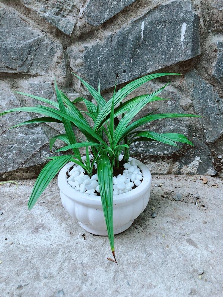 Chậu Cây Lan Đất Cho Hoa Màu Đỏ Hoặc Vàng