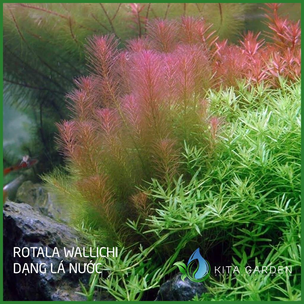 Cây thủy sinh Rotala Wallichii - Dễ Trồng - Cây Dạng Cạn
