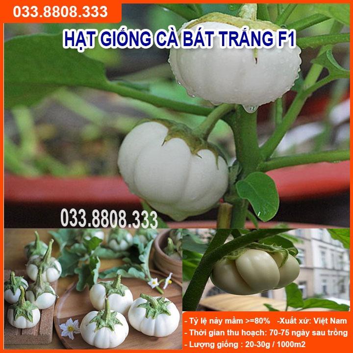 HẠT GIỐNG CÀ BÁT TRẮNG QUẢ TRÒN - QUẢ TO ĐẸP