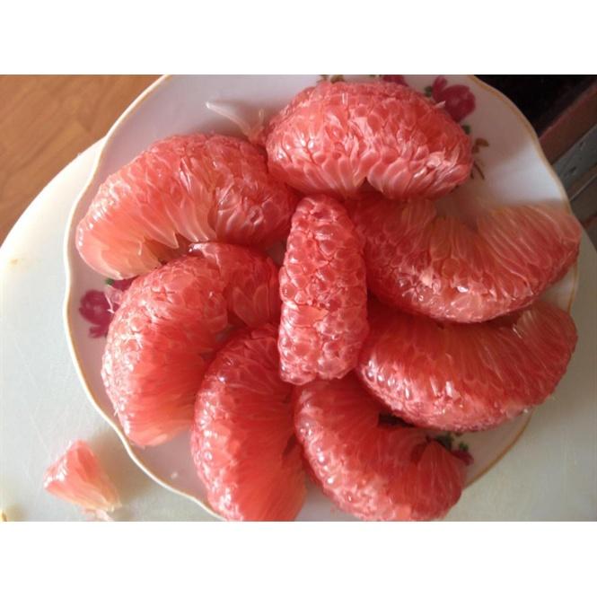 Cây giống bưởi đỏ tân lạc