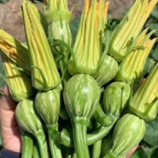 Hạt giống bí siêu nụ lai F1,Bí đậu ăn non-gói 10 hạt-tặng kèm gói phân bón lót