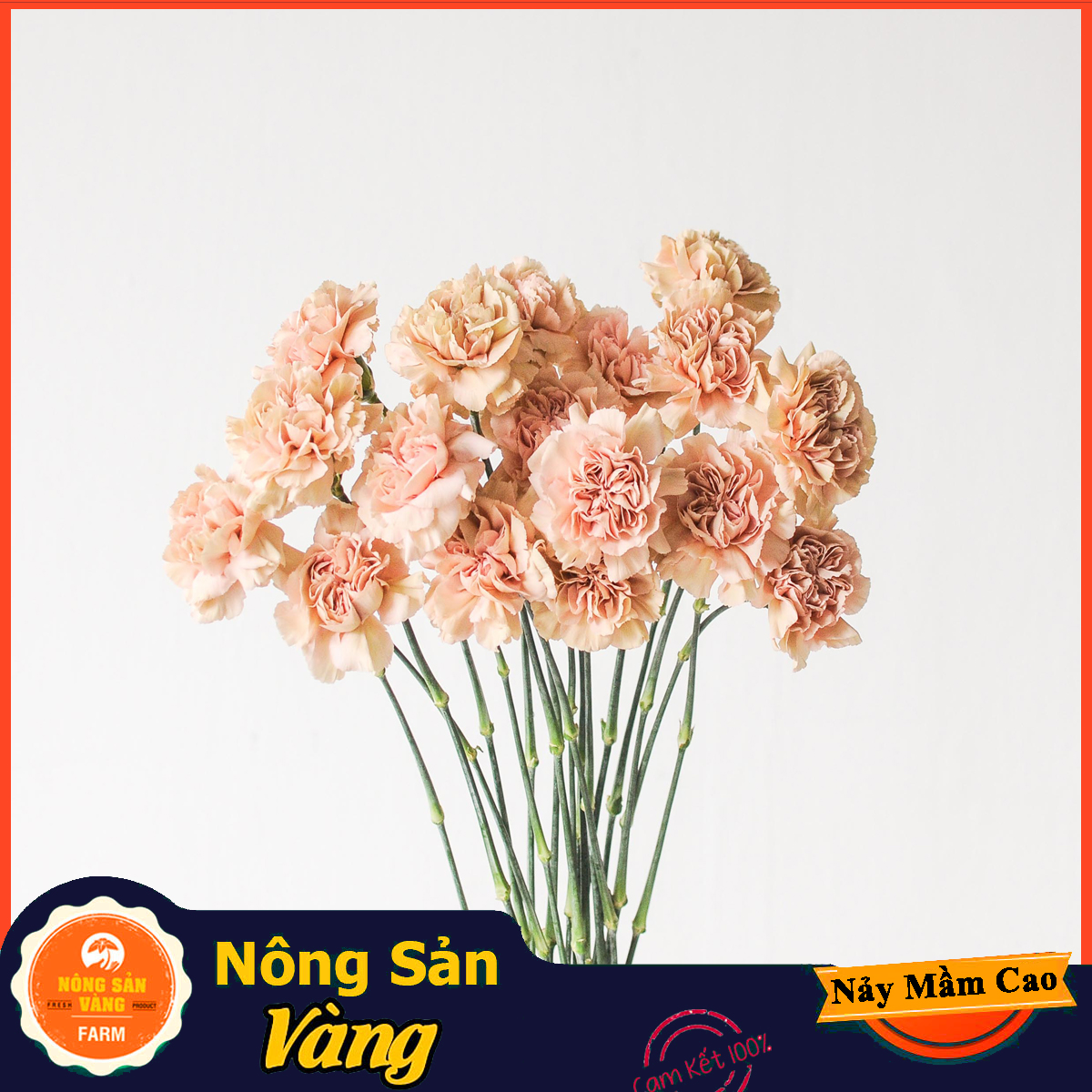 Hạt giống Hoa Cẩm Chướng Kép Mix Màu ( Gói 100 hạt ) - Nông Sản Vàng