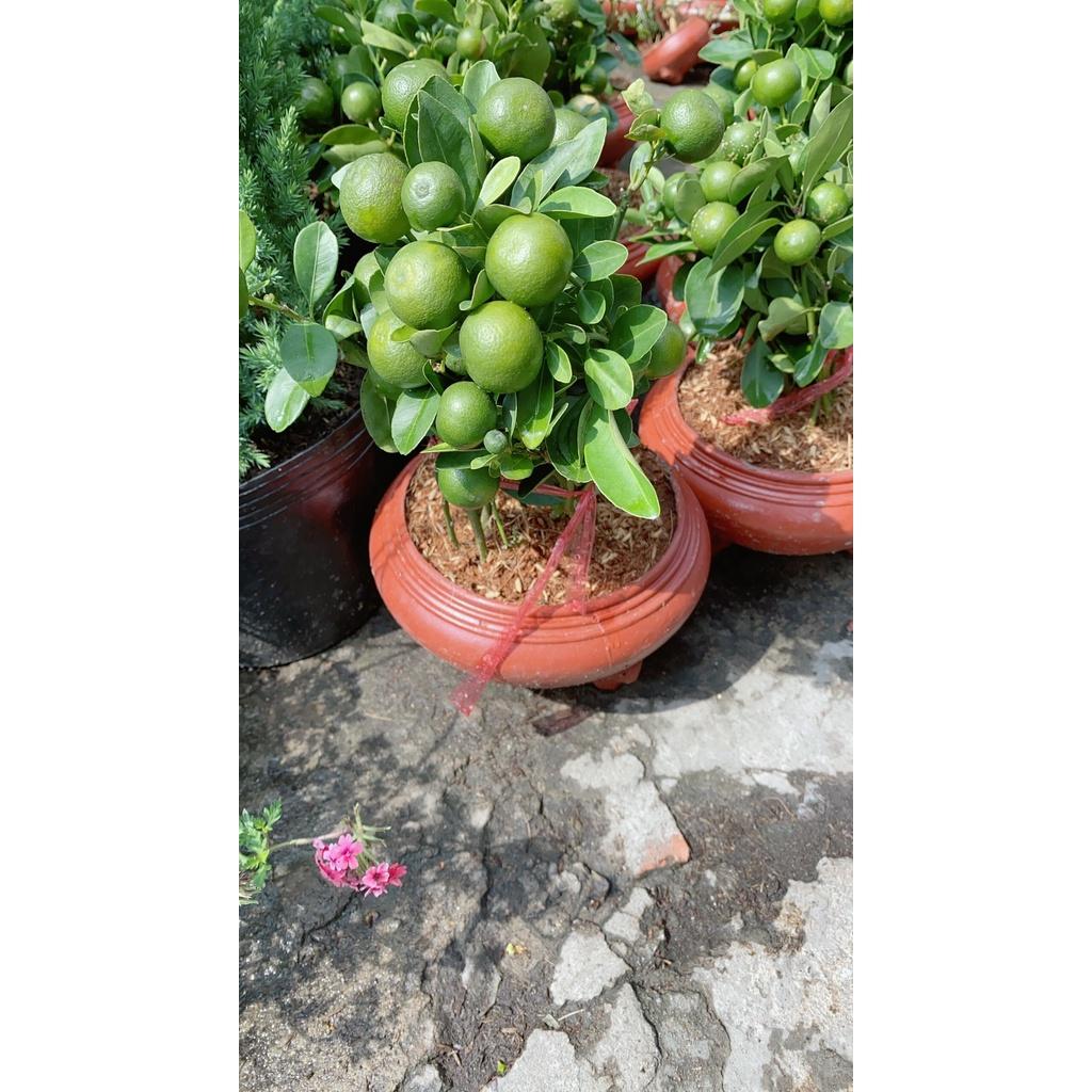 Chậu Cây Tắc