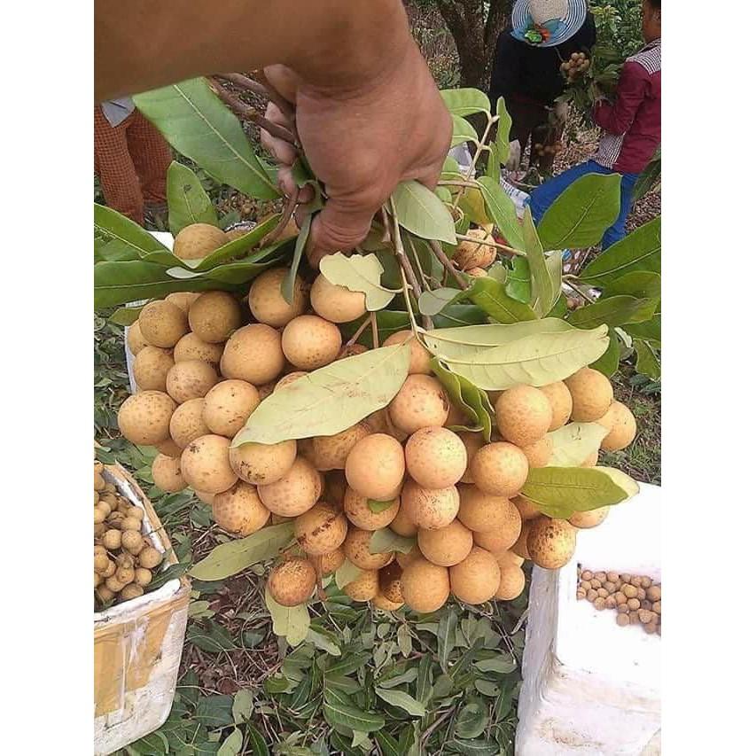 CÂY NHÃN HẠT LÉP QUẢ TO
