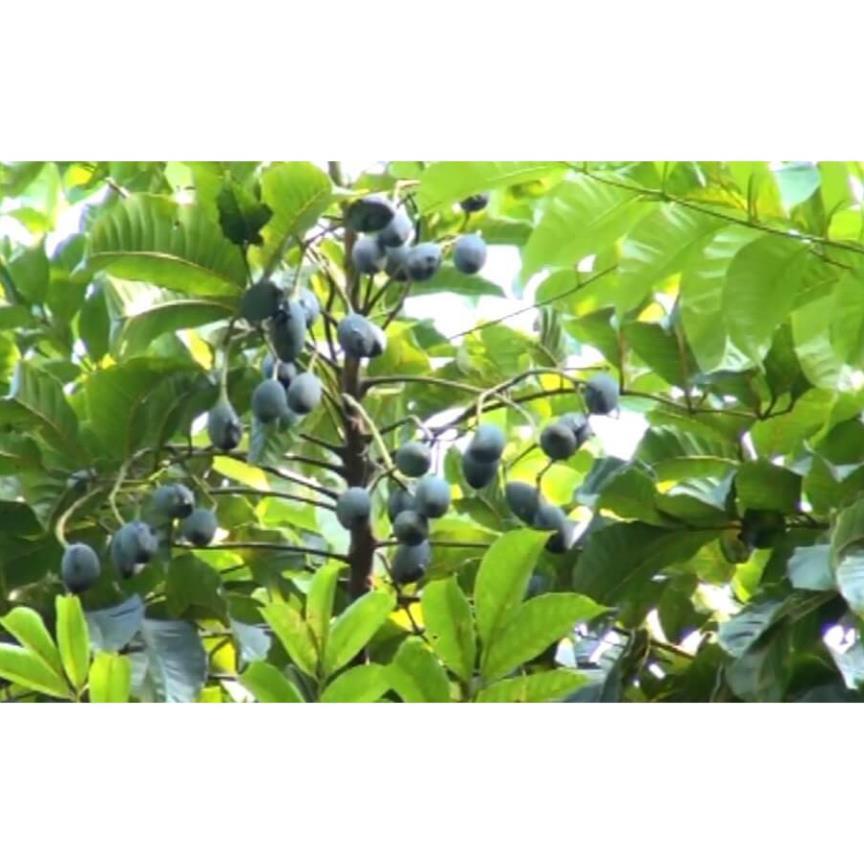 Cây giống trám đen