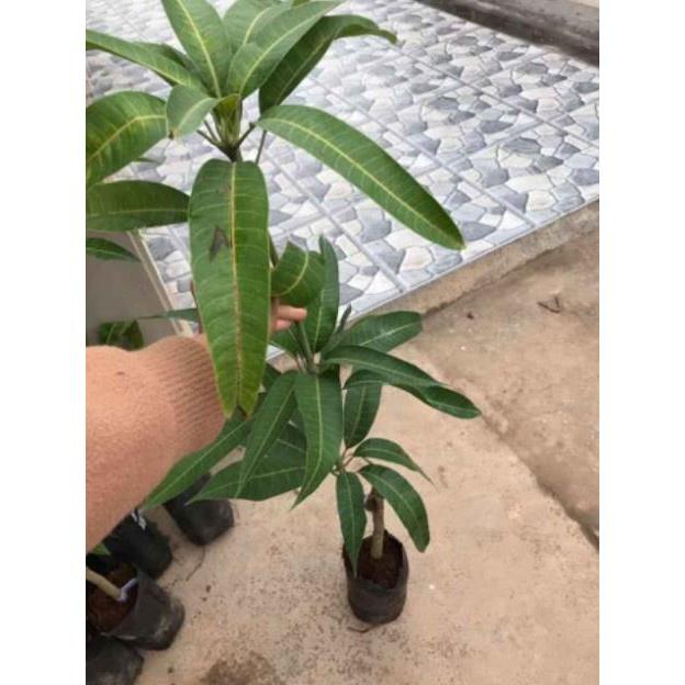 Cây Giống Xoài Thái Tím