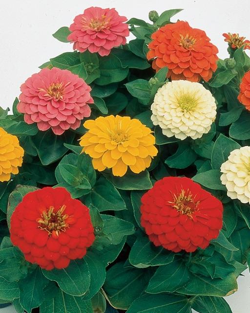 HẠT GIỐNG HOA CÚC ZINNIA CAO CÂY MIX