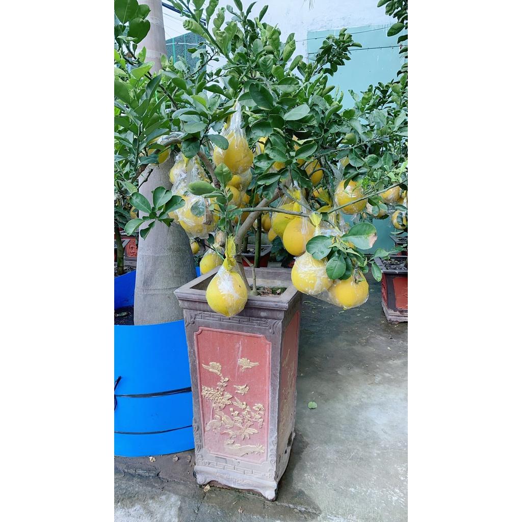 Chậu Cây Bưởi Kiểng