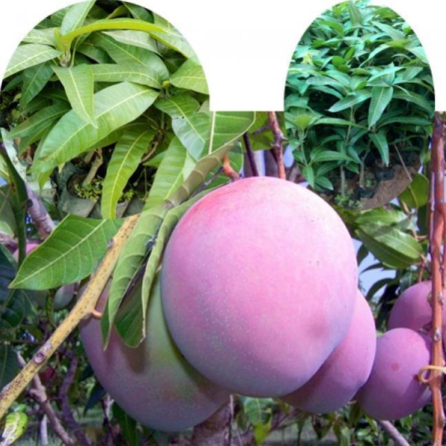 CÂY GIỐNG XOÀI TÍM SIÊU QUẢ- CAM KÊT GIỐNG CHUẨN F1 + Tặng 01 cây dâu da đất