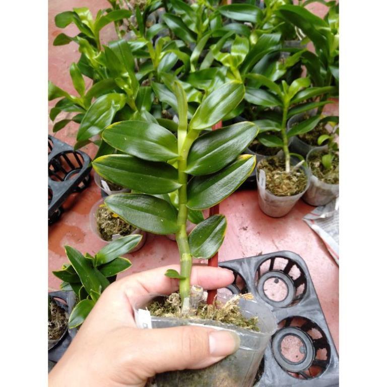 Hoa phong lan trầm lá biên vàng