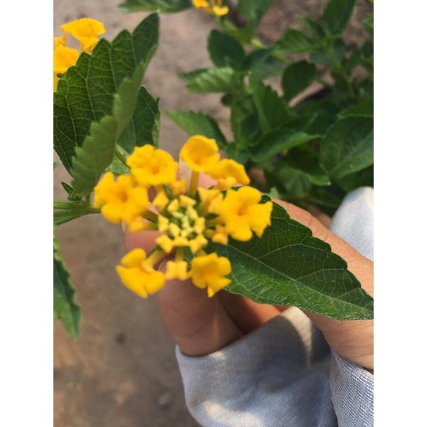 Cây hoa ngũ sắc vàng rủ trồng bịch đen ,thích hợp trồng công trình trang trí sân vườn