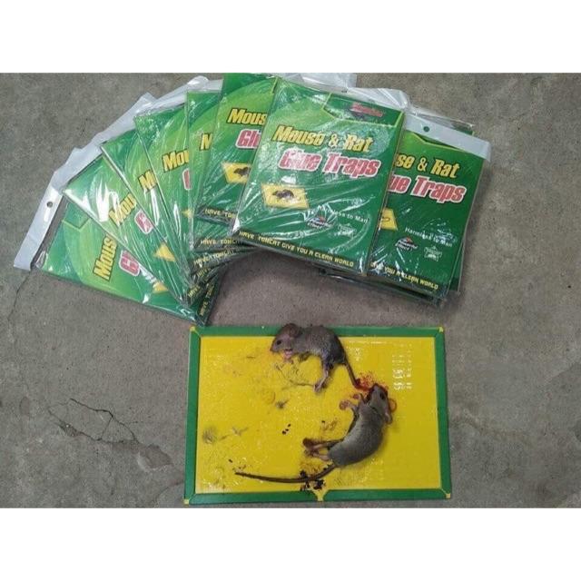 Keo dính chuột GLUE TRAPS siêu tiẹn dụng