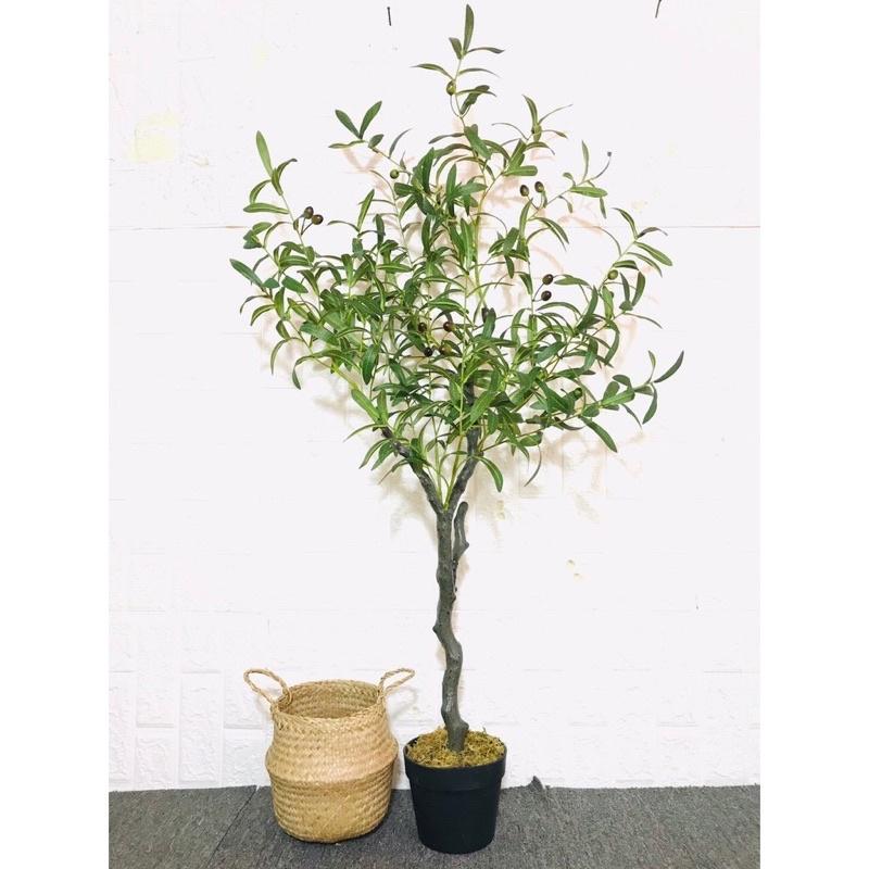 Cây Oliu, ô Liu giả decor trang trí thân gỗ