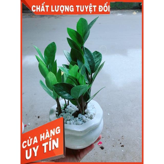 Chậu Kim Tiền Thái