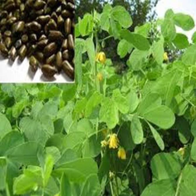 Cây MUỒNG LÁ LẠC , HOA VÀNG SAI HOA, CỰC ĐẸP - HÀNG CÂY GIỐNG