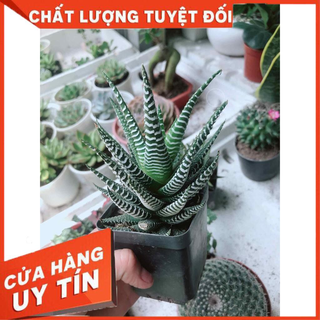 Móng rồng may mắn Nhiều Người Mua
