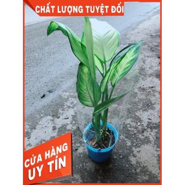 Chậu Vạn Niên Thanh