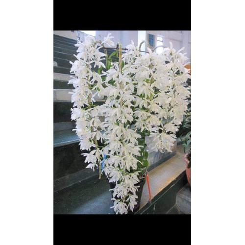 LAN PHI ĐIỆP TRẮNG HOA CỰC ĐẸP, CỰC HIẾM