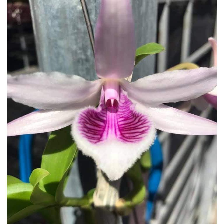 Sản Phẩm Hoa lan phi điệp - xước ngọc lan