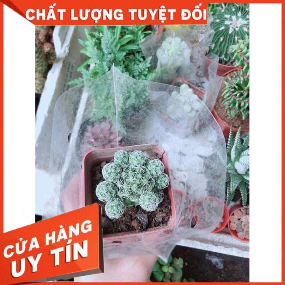 Xương Rồng Trứng Chim Nhiều Người Mua