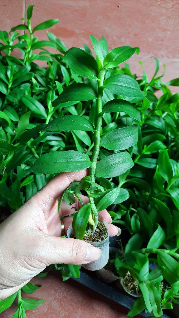 Hoa phong lan 5 cánh trắng cấy mô cây cực đẹp