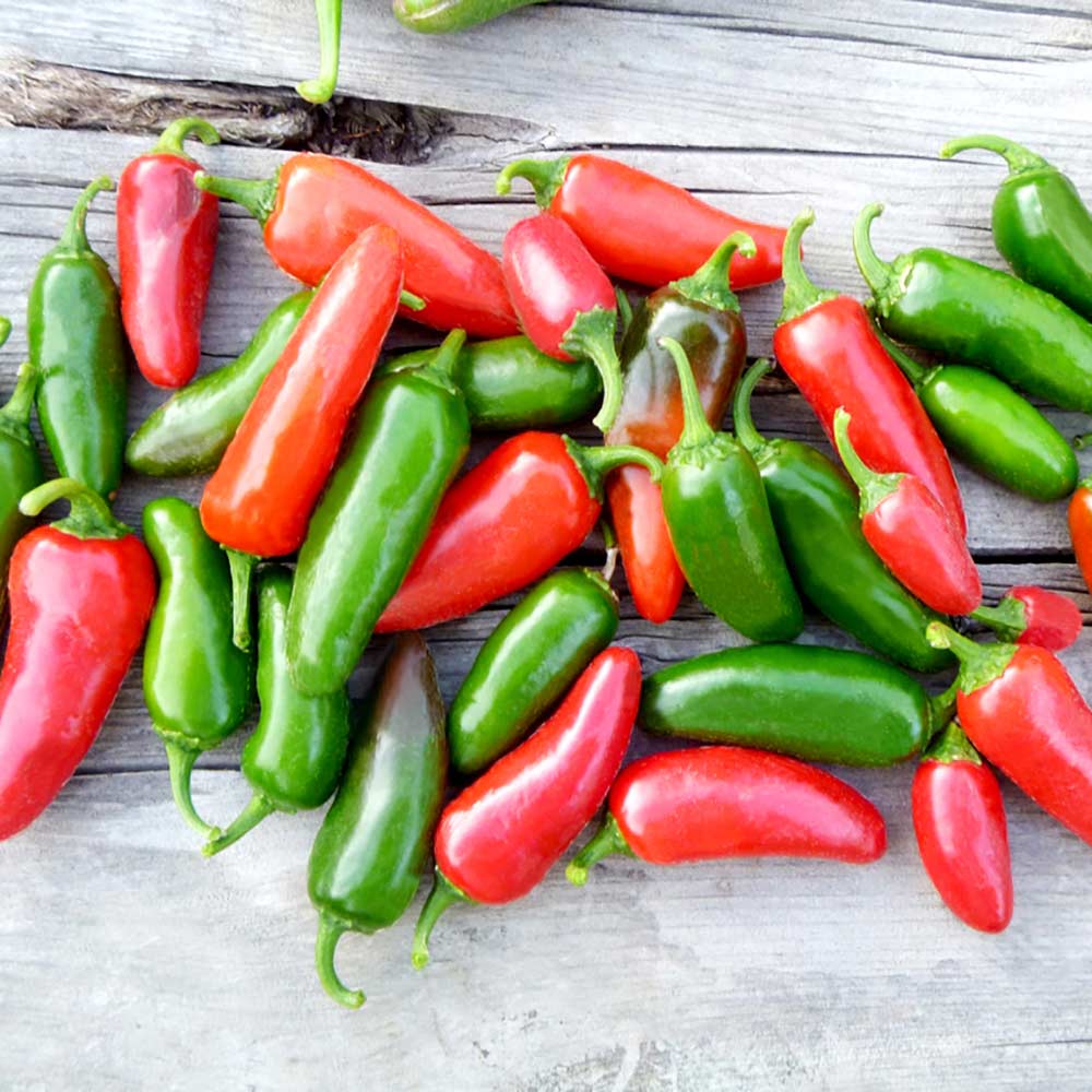 Hạt Giống Ớt Jalapeno Chịu Nhiệt Sai Trái