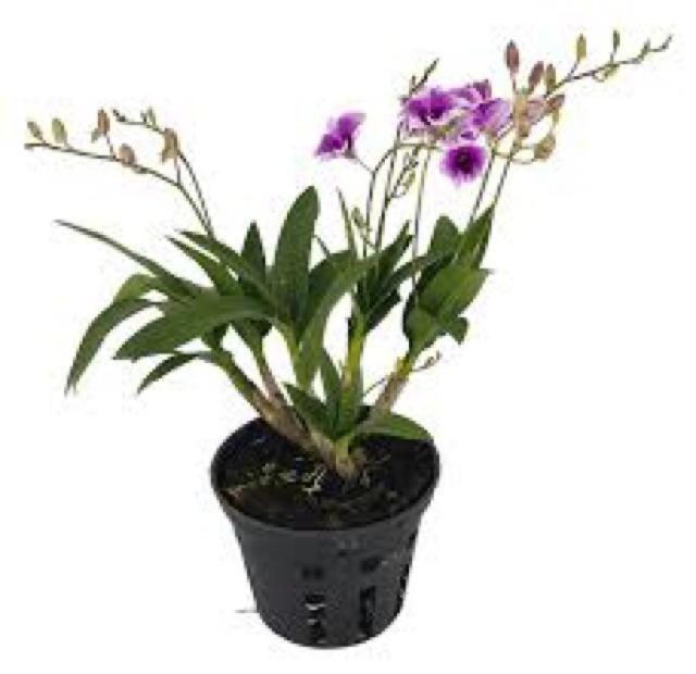 COMBO-5 CHẬU NHỰA ĐEN TRỒNG LAN PHI 14