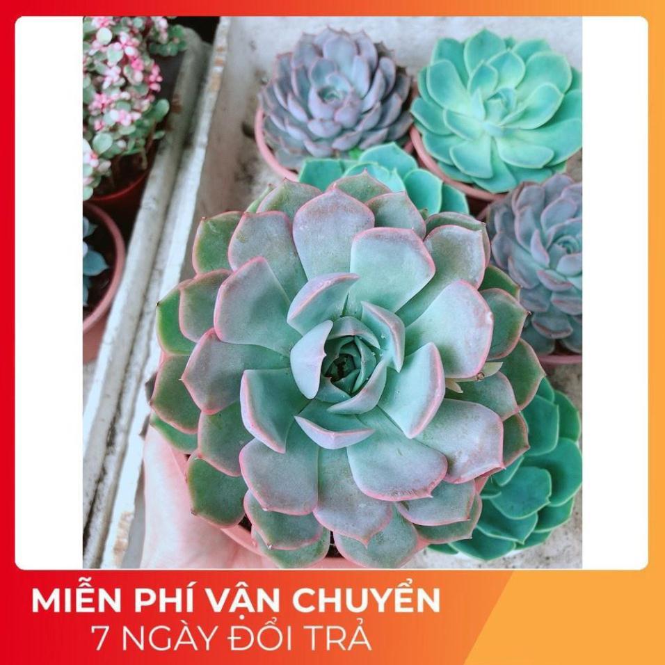 Sen Đá Tím Cánh Cứng Size Đại