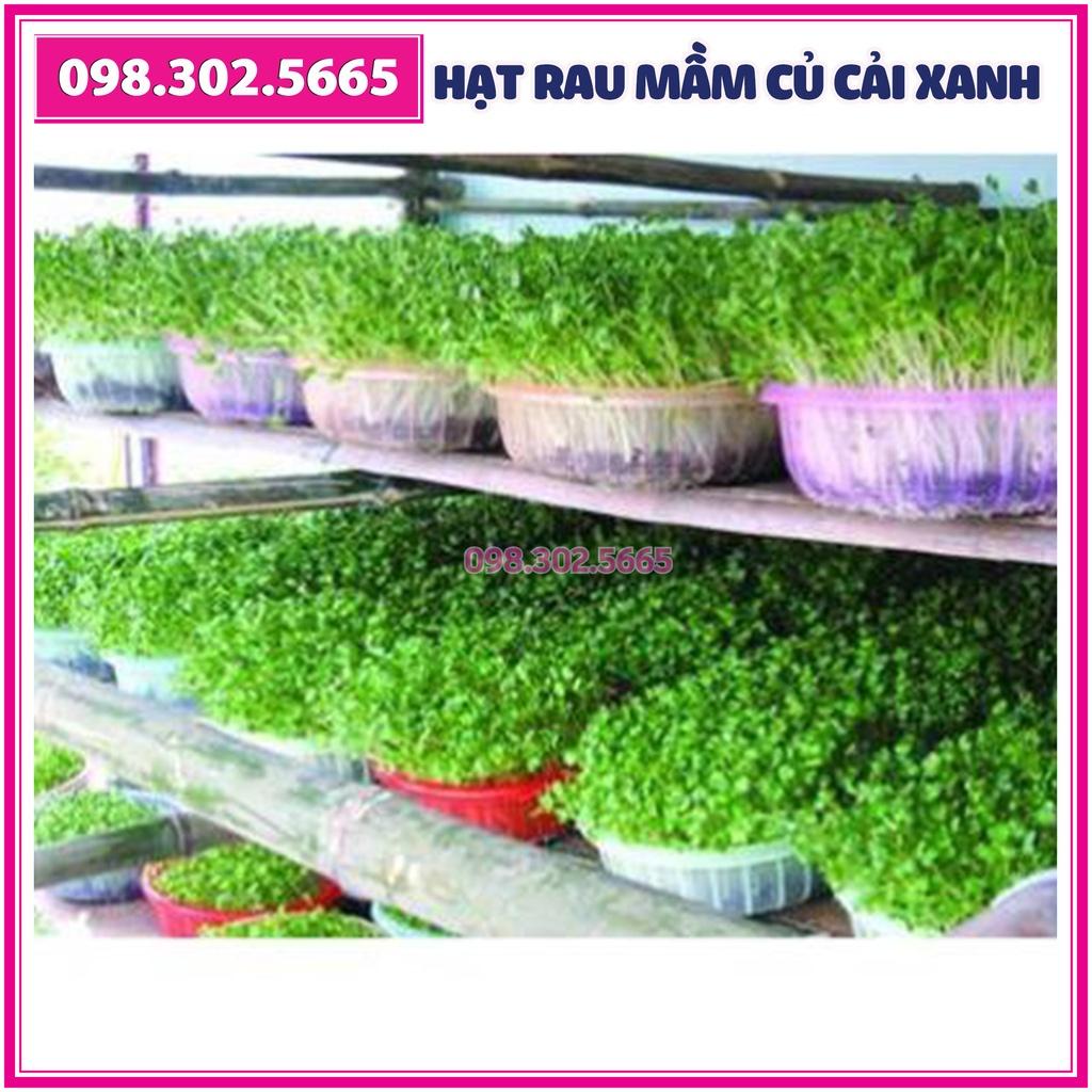 Hạt rau mầm rau Củ cải Trắng - gói 100g - Hạt chất lượng tốt, nảy mầm đều