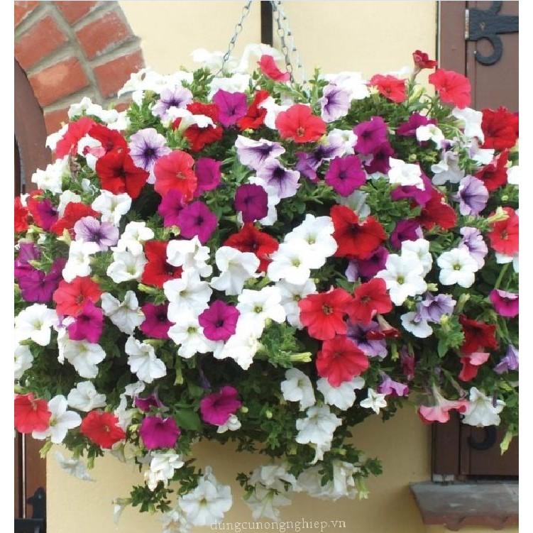 Hạt Giống Hoa Dạ Yến Thảo cánh đơn nhiều màu - 100 hạt/gói