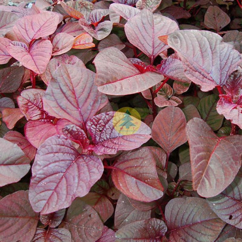 Hạt giống rau dền đỏ cao sản KNS3245 - Gói 20gram