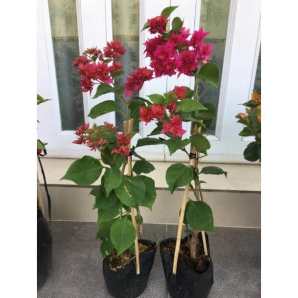 Cây giấy thái đỏ hồng siêu hoa