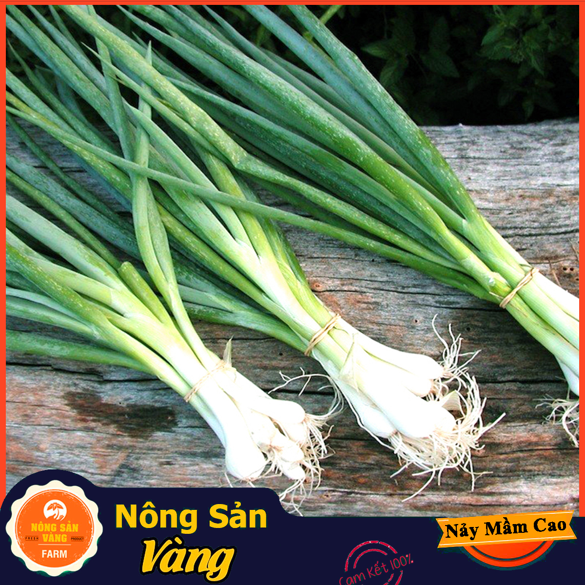 Hạt giống Hành Lá - Nông Sản Vàng