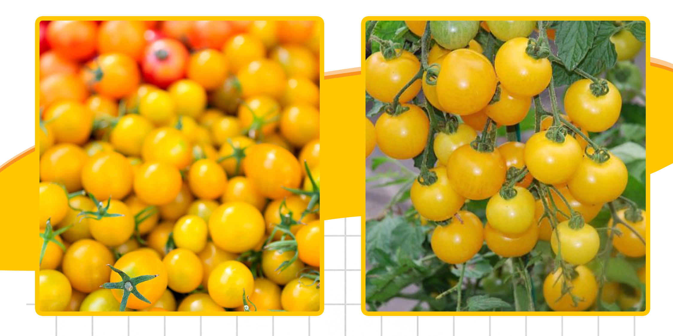 Hạt Giống Cà Chua Cherry Vàng, Hình Dáng Tròn Nhỏ Như Quả Cherry , Màu Vàng Pha Chút Cam Đẹp Mắt Nông Sản Vàng