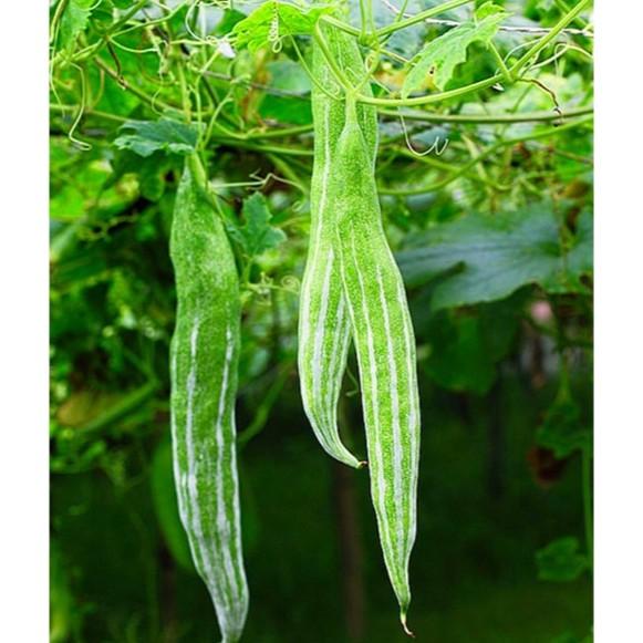 HẠT GIỐNG MƯỚP VẰN - MƯỚP SỌC RẮN F1