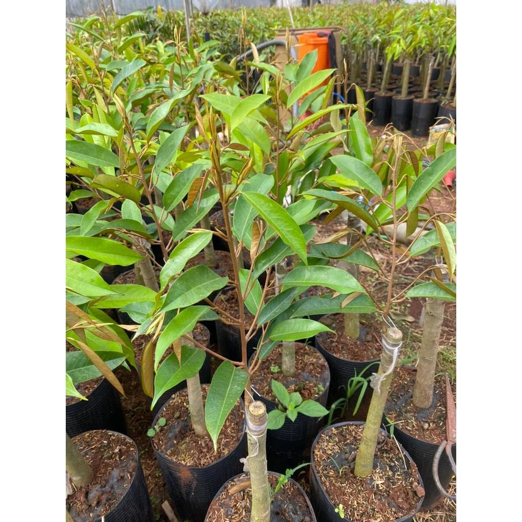 Cây giống Sầu Riêng Musang King - gốc GHÉP 2 NĂM