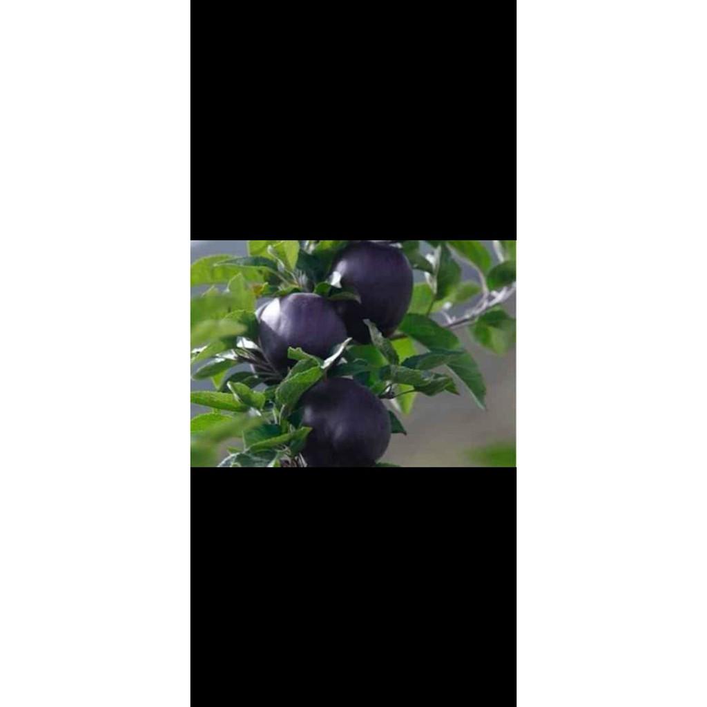 Cây táo đen Mỹ.. 8 tháng cây cho trái