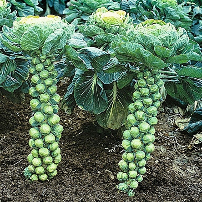 Hạt giống bắp cải tí hon