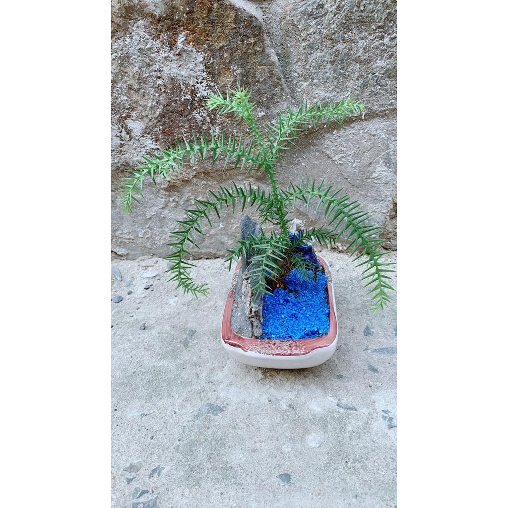 Chậu Tùng Bồng Lai