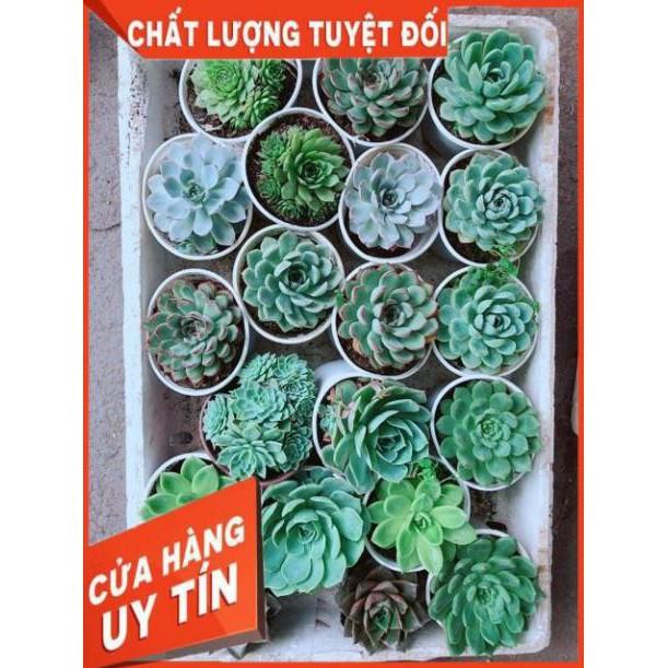 Sen Đá Size Trung Đồng Giá 45k