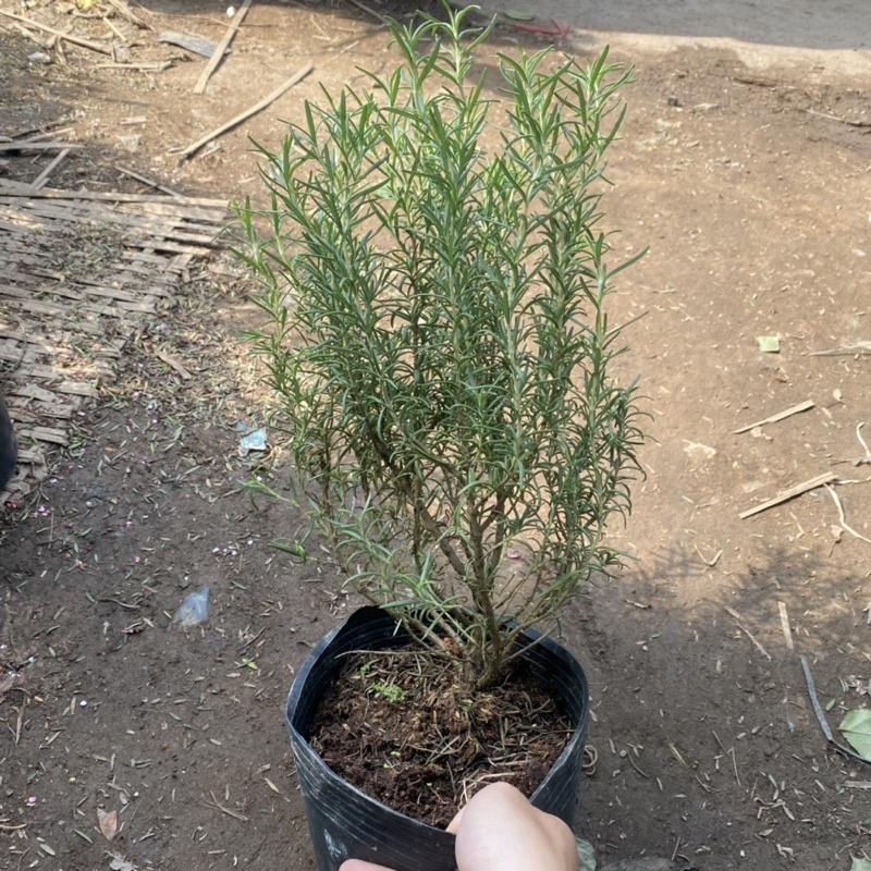 Cây Hương Thảo size to và nhỏ , có hương thơm dịu nhẹ và có tác dụng đuổi muỗi