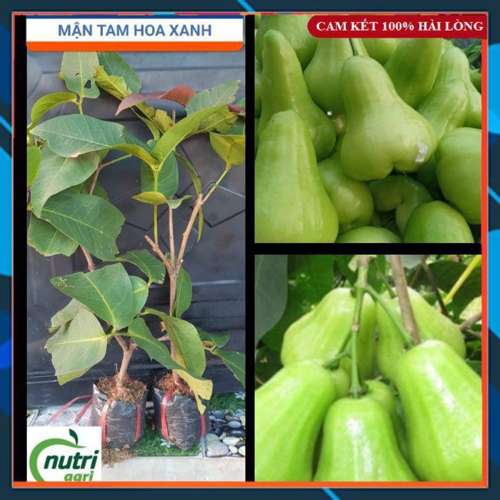 Cây Giống - Cây Mận Tam Hoa Xanh Trái To, Siêu Dễ Trồng SAMSON GARDEN