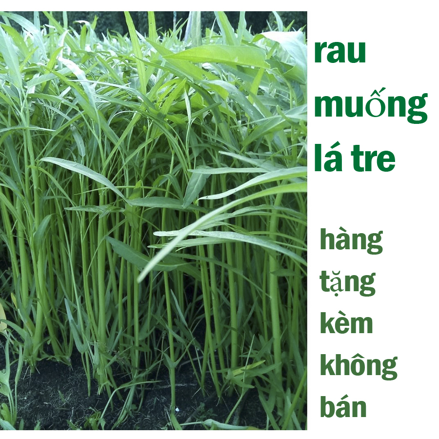 Rau muống lá tre.quà tặng nên ko có nhều,cám ơn quý khách ủng hộ